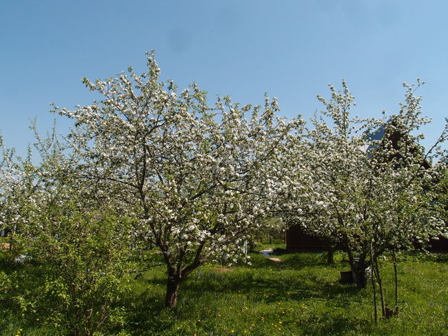 Цветение плодового сада с деревьями груш различных сортов