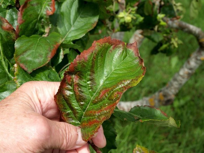 У груши краснеют листья летом: что делать, чем лечить