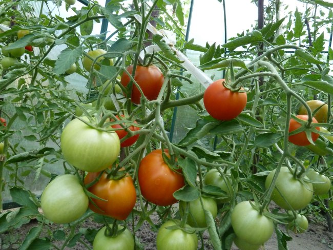 Куст томата с красными и зелеными плодами в закрытом грунте
