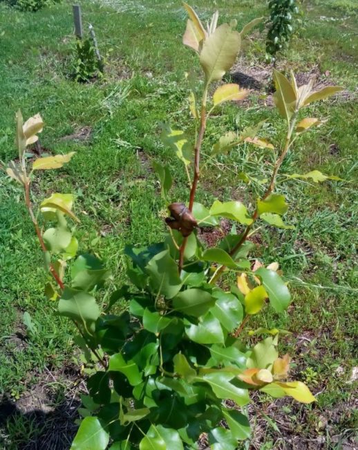Молодая груша с желтеющими в середине лета листьями