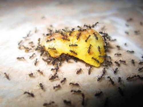 Сладкая приманка как средство борьбы с муравьями в теплице