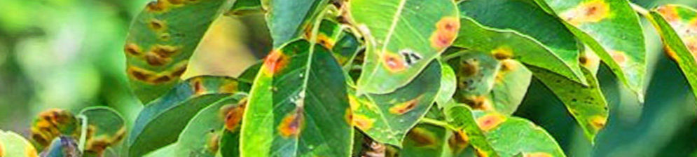 Жёлтые пятна на листьях груши вблизи
