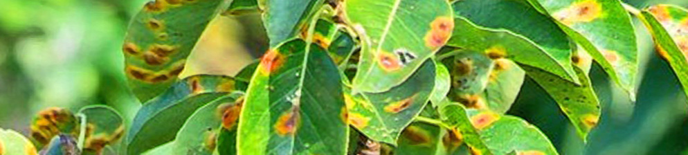 Желтые пятна на листьях груши: почему появляются пятна, что делать, чем лечить желтые, оранжевые, ржавые, рыжие пятна