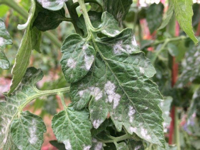 Зеленый лист томата с белыми пятнами от септориоза