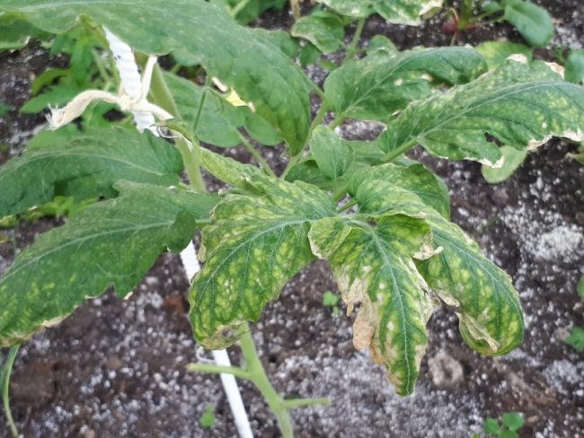 Желтеющие листья помидоры, требующие ухода и лечения