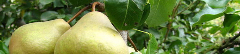 Спелый плод сорта груши Сокровище вблизи