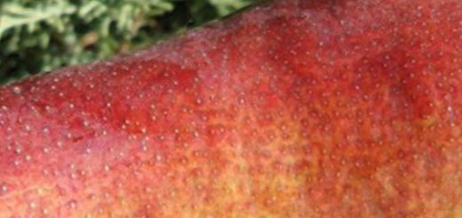 Огромный плод груши сорта Талгарская красавица вблизи спелый