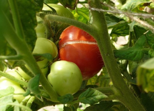 Красный плод томата с трещиной на боку из-за переизбытка влаги