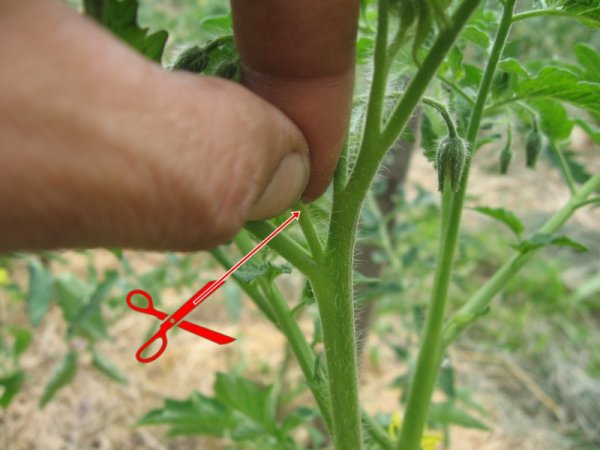 Процесс удаления пасынка на кусту томата в теплице
