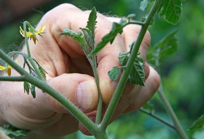 Прищипывание пасынка помидоры своими руками