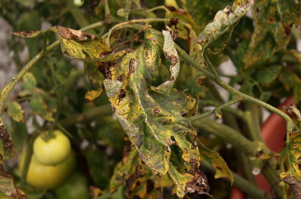 Признаки вертициллеза на листьях томатов в открытом грунте