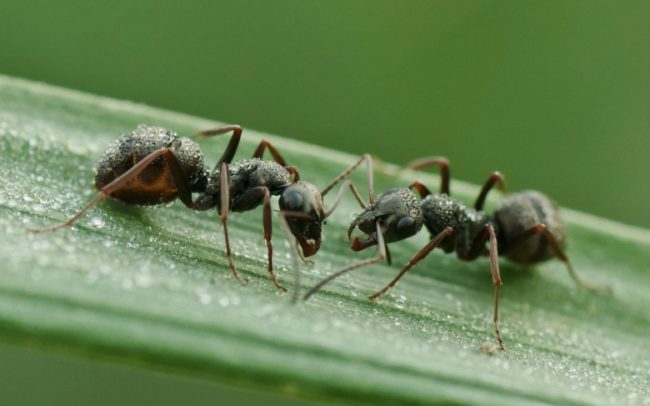 Черные муравьи на стебле помидоры в теплице