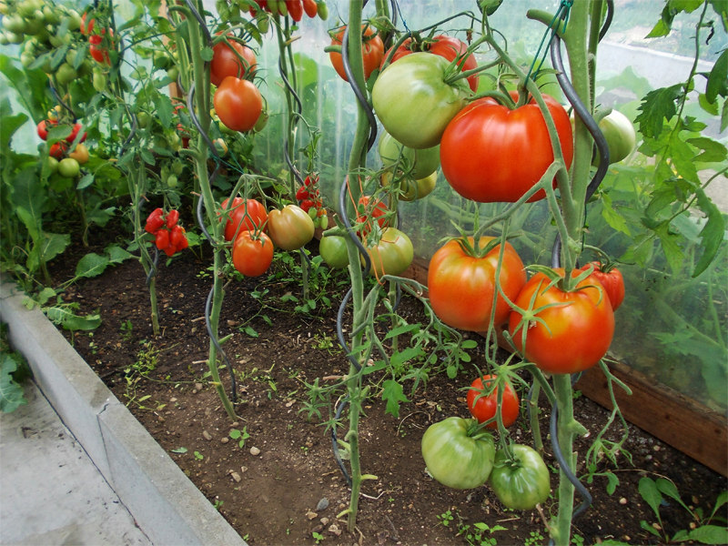 Как правильно пасынковать помидоры в теплице: пошагово, уход