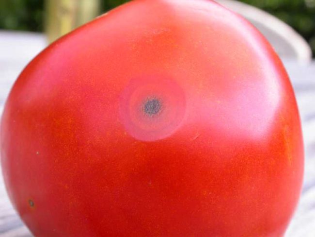 Красная помидора с симптомами поражения растения антракнозом
