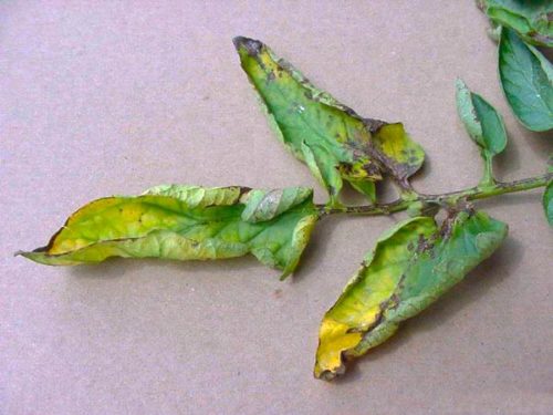 Желтые скрученные листья томата от бактериального рака