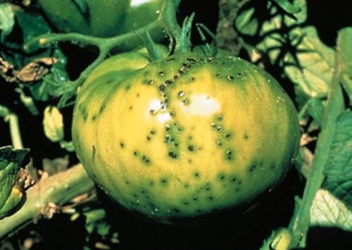 Зеленый плод томата с мелкими пятнами черного цвета