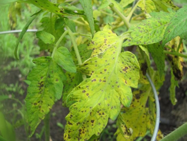 Ветки и листья помидоры с явными симптомами черной бактериальной пятнистости