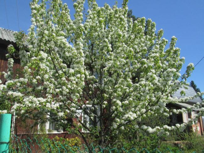 Цветение взрослого дерева груши на приусадебном участке