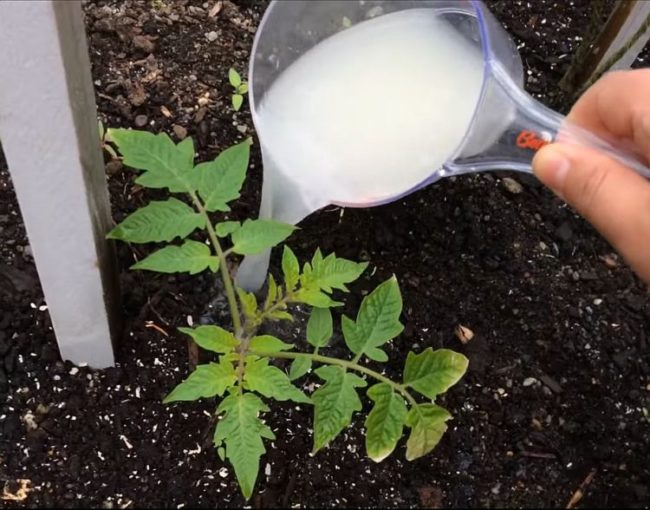 Подкормка раствором дрожжей рассады помидоры после высадки в грунт