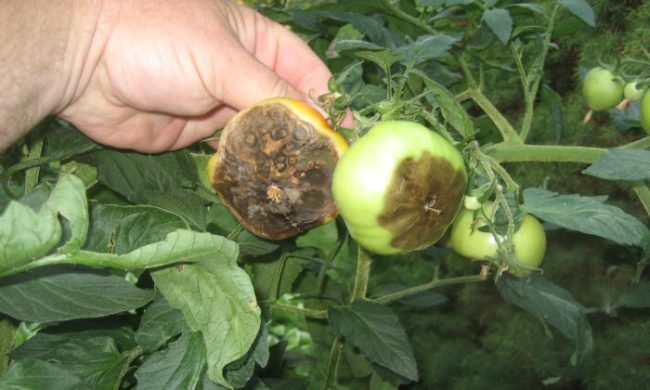 Огородник показывает плоды помидоры, пораженные фитофторой