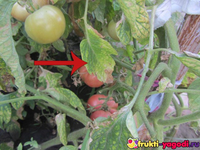 Пожелтенение листа помидора при плодоношении