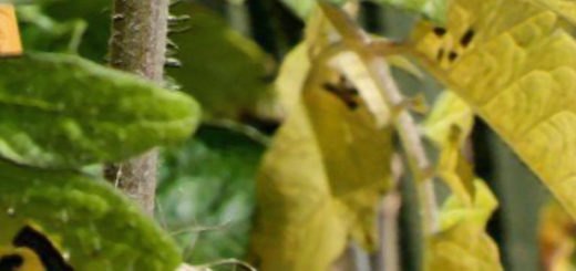 Желтеющий лист на кусте помидор вблизи и зелёный лист