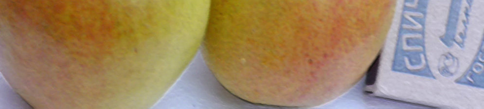 Два спелых плода сорта Краснобокая вблизи и коробок спичек для сравнения