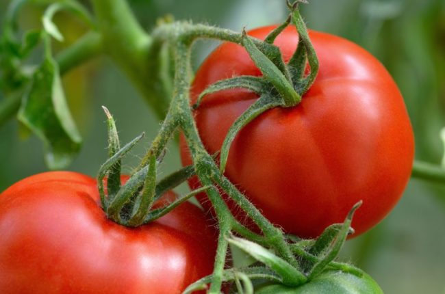 Здоровые помидоры красного цвета без признаков фитофтороза