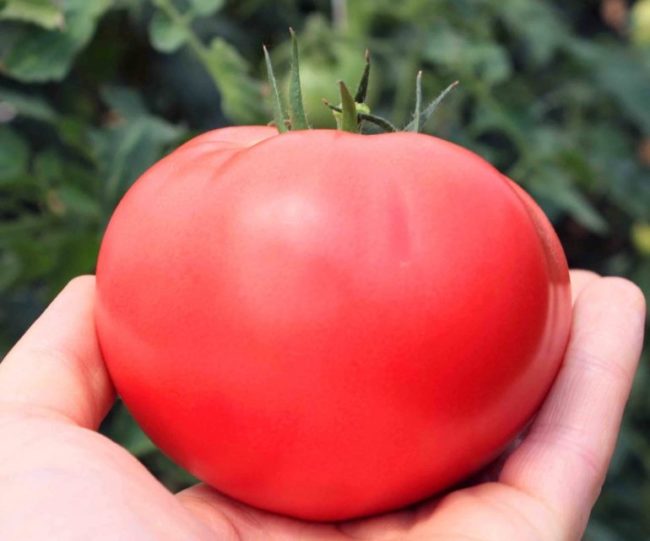 Большой красный плод томата для получения семенного материала