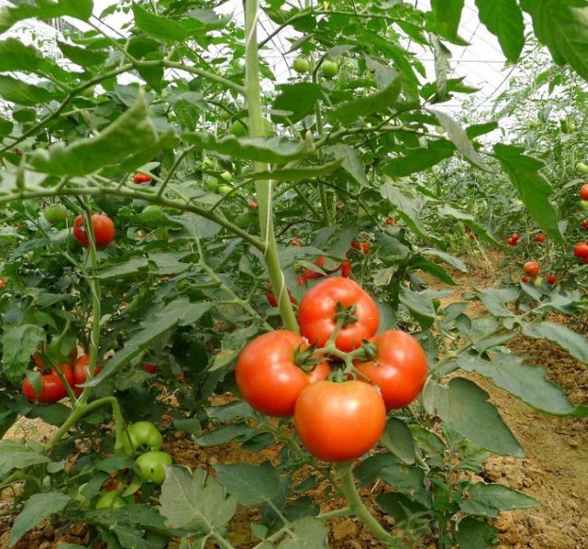 Четыре крупные помидоры на кусту томата, отобранного для заготовки семян