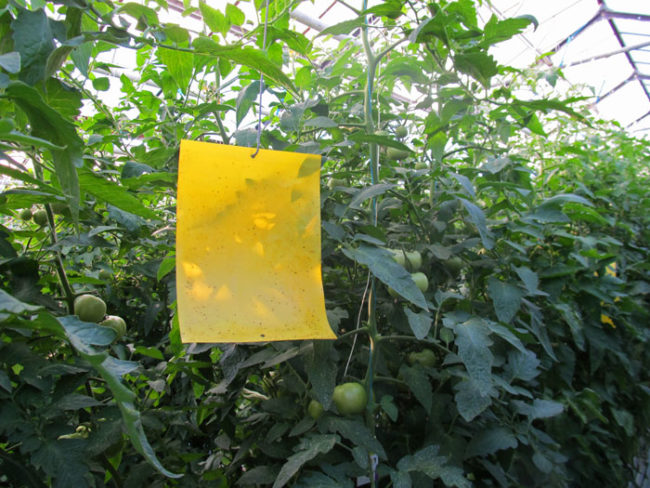 Желтая ловушка для белокрылки в теплице с помидорой