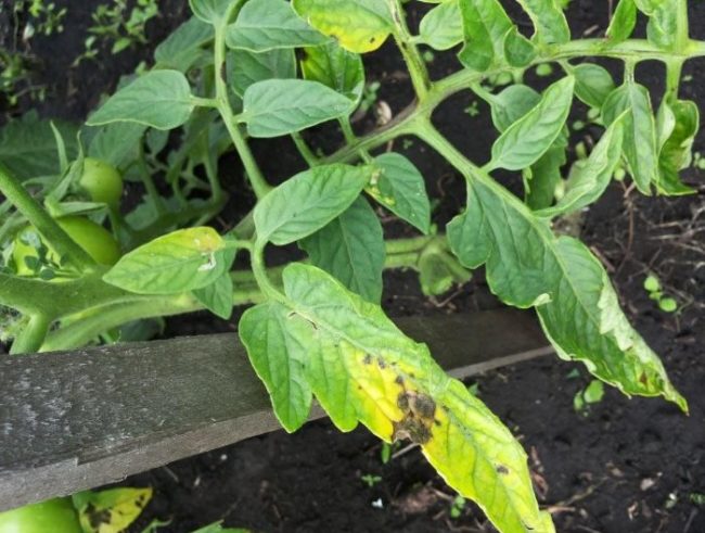 Листик томата с желто-бурым пятном от грибкового заболевания