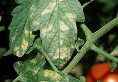 Лист томата с бледно-желтыми пятнами от ложной мучнистой росы
