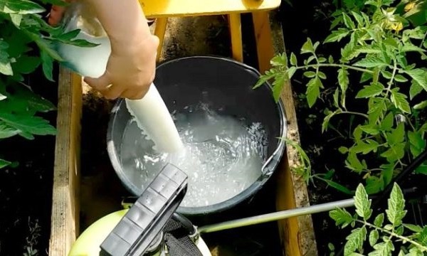 Разведение раствора молока и йода для обработки кустов помидоры