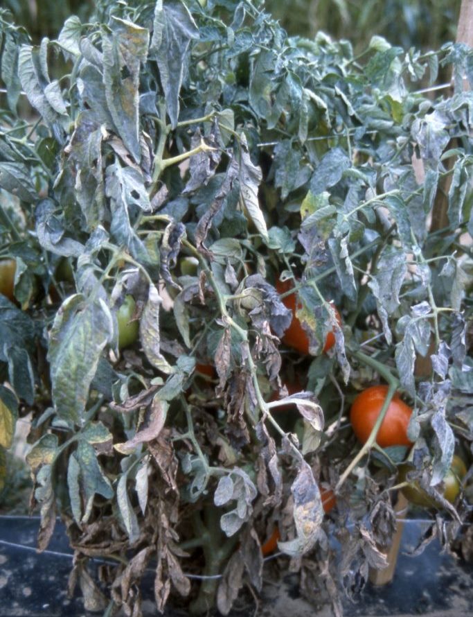 Мучнистая роса на рассаде помидоров фото