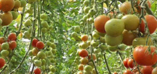 Немного красные помидоры в теплице и зелёные