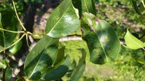 Первичные симптомы поражения груши паршой на листьях