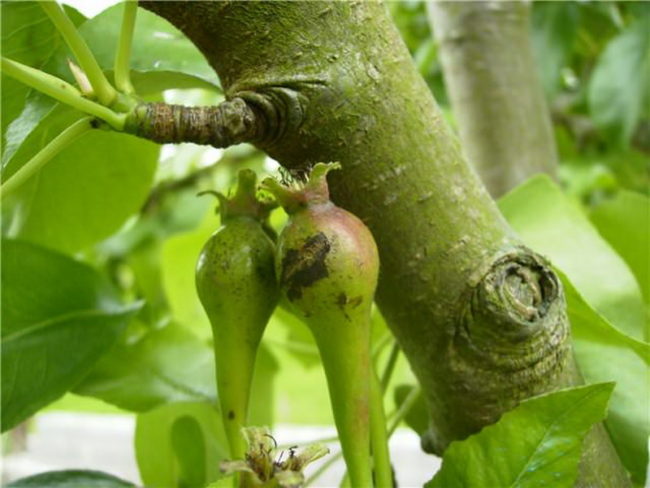 Маленькие завязи грушевых плодов с коричневатыми пятнышками от парши