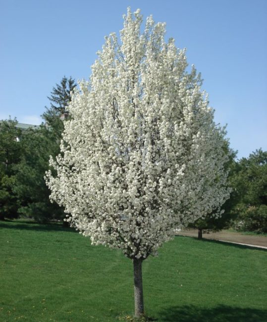 Грушевое дерево средней высоты в период весеннего цветения