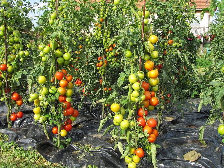 Почему помидоры кислые: чем подкормить, что делать, причины