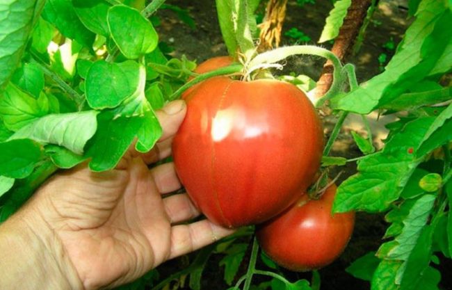 Крупный плод томата сорта Алсу сердцевидной формы