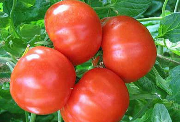 Четыре спелые помидоры гибридного сорта Буржуй