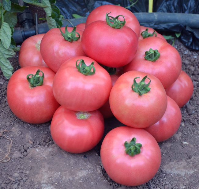 pomidory-na-semena