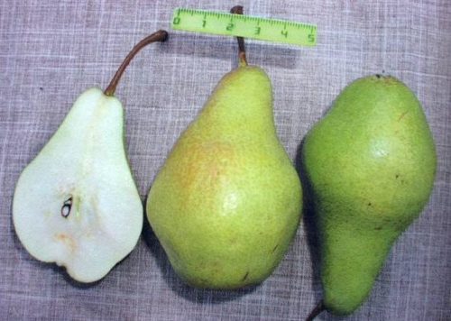 груша февральский сувенир описание фото отзывы станут отличным