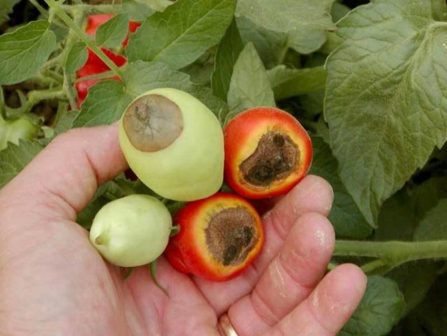 Красные и зеленые плоды томатов с вершинной гнилью