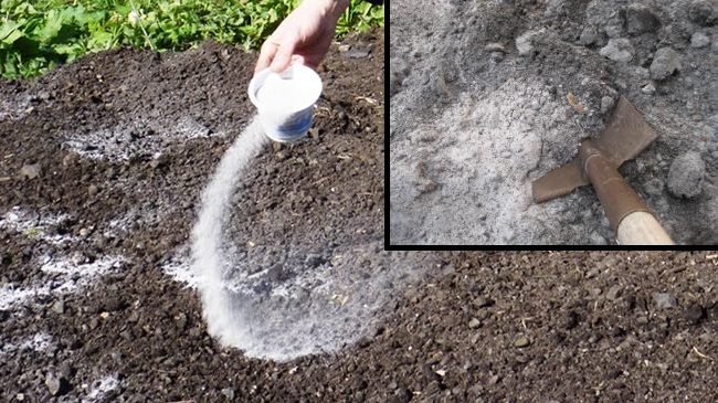 Внесение доломитовой муки для снижения кислотности почвы под посадку помидоры
