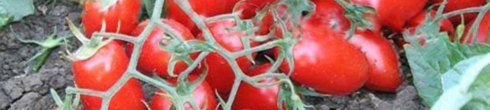 Завязь спелых плодов в в большом количестве детерминантного сорта помидор