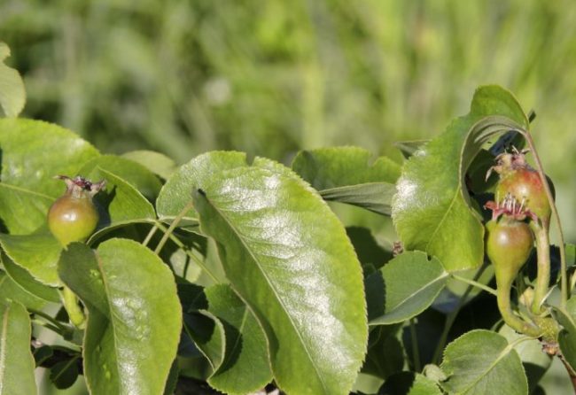 Фото зеленых листьев и завязей плодов груши Маршал Жуков