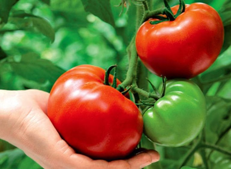 Йод для помидоров: опрыскивание и обработка, сколько капель