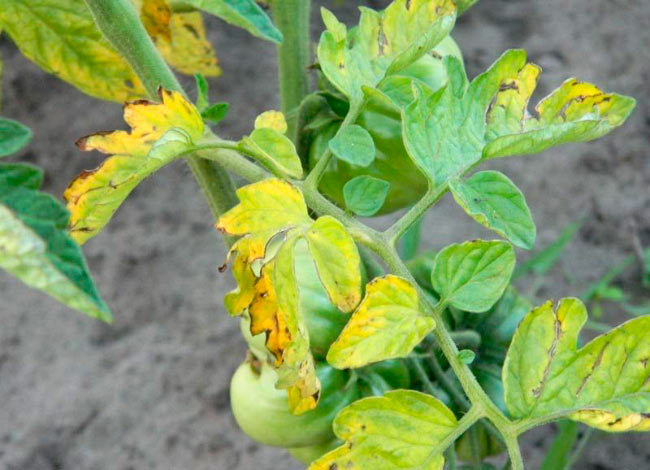 Ветка томата с желтеющими листьями при фузариозном увядании
